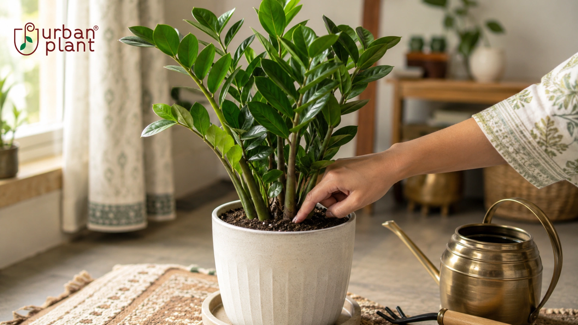 zz plant care guide: Watering: less is more